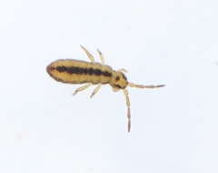 Isotomurus plumosus