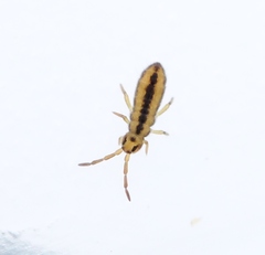Isotomurus plumosus