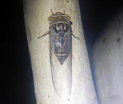 Macrotristria douglasi