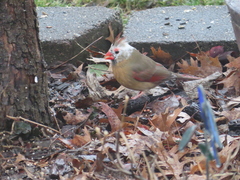Cardinalis cardinalis