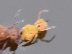 Sminthurus nigromaculatus