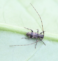 Leiopus femoratus