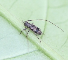Leiopus femoratus