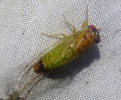 Palapsalta ligneocauda