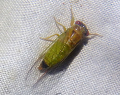 Palapsalta ligneocauda