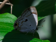 Hypolycaena othona