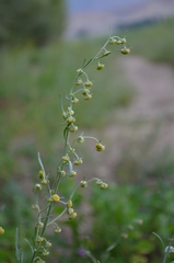 Artemisia sieversiana