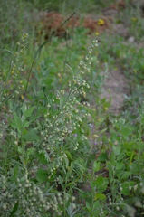 Artemisia sieversiana
