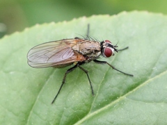 Hydrophoria lancifer