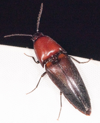 Parallelostethus attenuatus