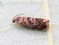 Grapholita lobarzewskii