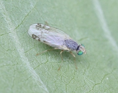 Acanthiophilus helianthi