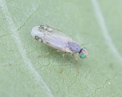 Acanthiophilus helianthi