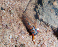 Palapsalta