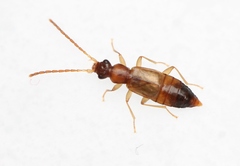 Anthophagus angusticollis