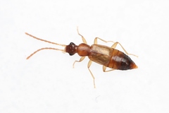 Anthophagus angusticollis
