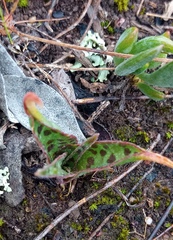 Ledebouria revoluta