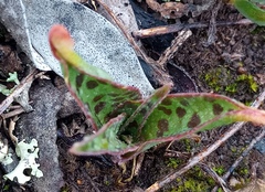 Ledebouria revoluta