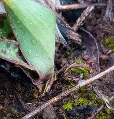 Ledebouria revoluta