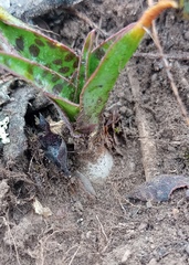 Ledebouria revoluta