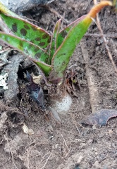 Ledebouria revoluta