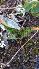 Ledebouria revoluta