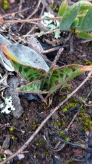 Ledebouria revoluta