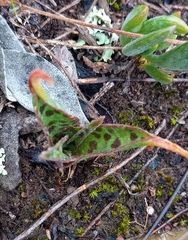Ledebouria revoluta