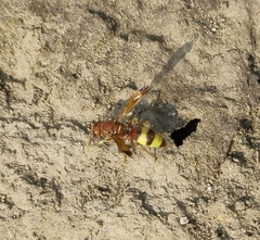 Antodynerus punctatipennis