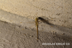 Rhionaeschna absoluta