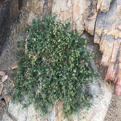 Ericameria cuneata