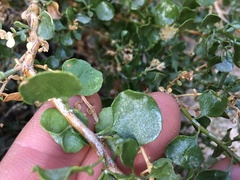 Ericameria cuneata