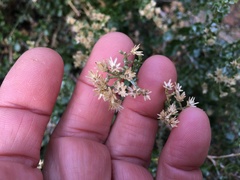 Ericameria cuneata