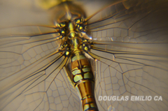 Rhionaeschna absoluta