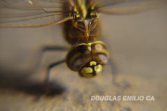 Rhionaeschna absoluta