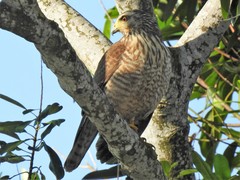 Rupornis magnirostris