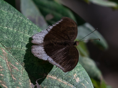 Tanaecia lepidea