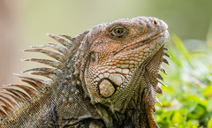 Iguana iguana