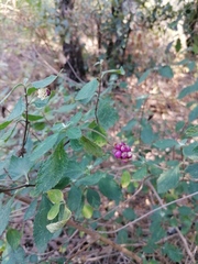 Lantana hirta