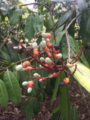 Ouratea castaneifolia