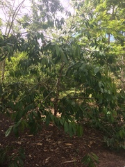 Ouratea castaneifolia