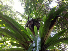 Thamnopteris