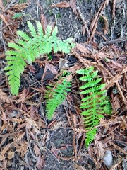 Polystichum dudleyi