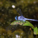 紋藍小蜻 (侏儒蜻蜓) - Photo (c) Erland Refling Nielsen，保留部份權利CC BY-NC
