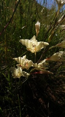 Gladiolus angustus