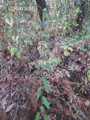 Salvia thyrsiflora