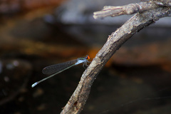 Pseudagrion ignifer