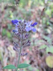 Salvia thyrsiflora