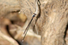 Pseudagrion jedda