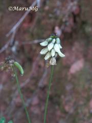 Astragalus guatemalensis